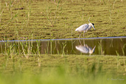 Héron coiffé
 Pilherodius pileatus - Capped Heron