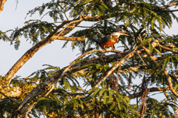 Martin-pêcheur à ventre roux
 Megaceryle torquata - Ringed Kingfisher