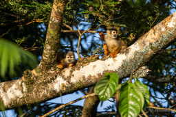 Saîmiri commun (Singe écureuil) - Saimiri cassiquiarensis - Humboldt's squirrel monkey