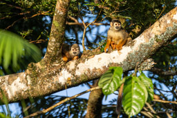 Saîmiri commun (Singe écureuil) - Saimiri cassiquiarensis - Humboldt's squirrel monkey