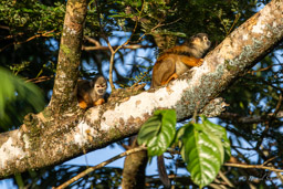 Saîmiri commun (Singe écureuil) - Saimiri cassiquiarensis - Humboldt's squirrel monkey
