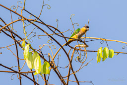 Caïque maïpourri Maïpouri à tête noire
 Pionites melanocephalus - Black-headed Parrot