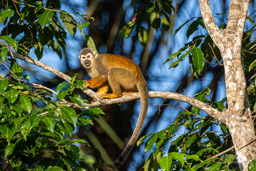 Saîmiri commun (Singe écureuil) - Saimiri cassiquiarensis - Humboldt's squirrel monkey