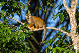 Saîmiri commun (Singe écureuil) - Saimiri cassiquiarensis - Humboldt's squirrel monkey