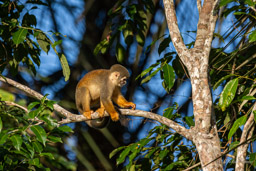 Saîmiri commun (Singe écureuil) - Saimiri cassiquiarensis - Humboldt's squirrel monkey