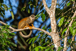 Saîmiri commun (Singe écureuil) - Saimiri cassiquiarensis - Humboldt's squirrel monkey