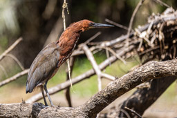 Onoré rayé
 Tigrisoma lineatum - Rufescent Tiger Heron