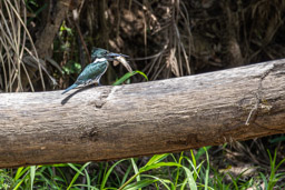 Martin-pêcheur vert
 Chloroceryle americana - Green Kingfisher