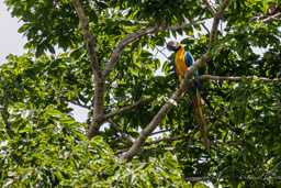 Ara bleu
 Ara ararauna - Blue-and-yellow Macaw