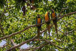 Ara bleu
 Ara ararauna - Blue-and-yellow Macaw