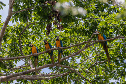 Ara bleu
 Ara ararauna - Blue-and-yellow Macaw