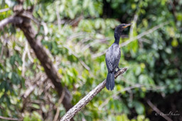 Cormoran vigua
 Nannopterum brasilianum - Neotropic Cormorant