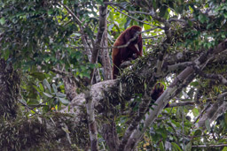 Singe hurleur roux - Alouatta seniculus - Purus Red Howler Monkey