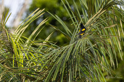 Cassique cul-jaune
 Cacicus cela - Yellow-rumped Cacique