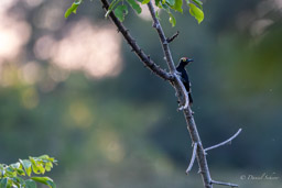 Pic à chevron d'or
 Melanerpes cruentatus - Yellow-tufted Woodpecker