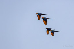 Ara bleu
 Ara ararauna - Blue-and-yellow Macaw