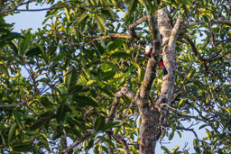 Toucan à bec rouge
 Ramphastos tucanus - White-throated Toucan