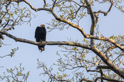 Grand Urubu
 Cathartes melambrotus - Greater Yellow-headed Vulture