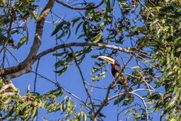 Araçari de d'Azara
 Pteroglossus azara - Ivory-billed Aracari