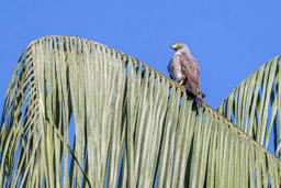 Buse à gros bec
 Rupornis magnirostris - Roadside Hawk