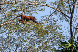 Singe hurleur roux - Alouatta seniculus - Purus Red Howler Monkey