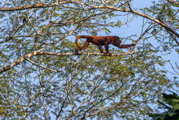 Singe hurleur roux - Alouatta seniculus - Purus Red Howler Monkey