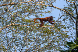 Singe hurleur roux - Alouatta seniculus - Purus Red Howler Monkey