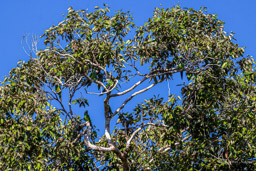 Conure de Weddell
 Aratinga weddellii - Dusky-headed Parakeet