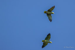 Amazone poudrée
 Amazona farinosa - Mealy Amazon