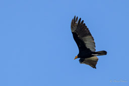 Grand Urubu
 Cathartes melambrotus - Greater Yellow-headed Vulture