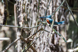 Martin-pêcheur à ventre roux
 Megaceryle torquata - Ringed Kingfisher