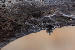 Nasin des rivières (Rhynchonycteris naso)