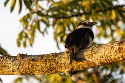 Tamatia à front blanc
 Notharchus hyperrhynchus - White-necked Puffbird