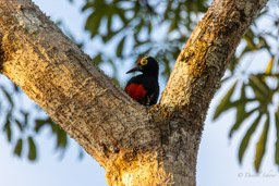 Pic à chevron d'or
 Melanerpes cruentatus - Yellow-tufted Woodpecker