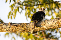 Tamatia à front blanc
 Notharchus hyperrhynchus - White-necked Puffbird
