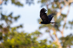 Caracara noir
 Daptrius ater - Black Caracara