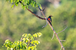 Pic à chevron d'or
 Melanerpes cruentatus - Yellow-tufted Woodpecker