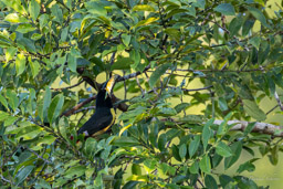 Araçari de Humboldt Araçari marqué
 Pteroglossus inscriptus - Lettered Aracari