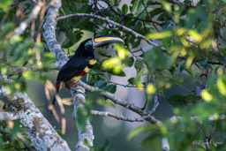 Araçari multibande
 Pteroglossus pluricinctus - Many-banded Aracari