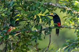 Araçari multibande
 Pteroglossus pluricinctus - Many-banded Aracari