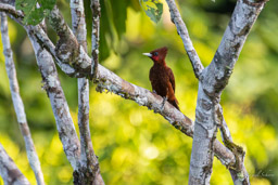 Pic mordoré
 Celeus elegans - Chestnut Woodpecker