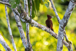 Pic mordoré
 Celeus elegans - Chestnut Woodpecker