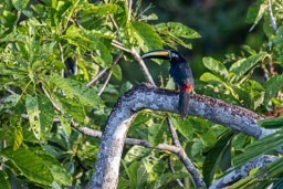 Araçari multibande
 Pteroglossus pluricinctus - Many-banded Aracari
