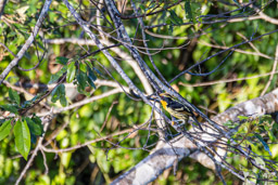 Cabézon doré
 Capito auratus - Gilded Barbet