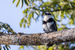 Tamatia à front blanc
 Notharchus hyperrhynchus - White-necked Puffbird