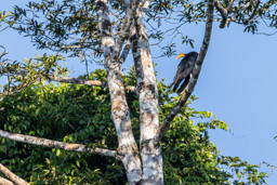 Grand Urubu
 Cathartes melambrotus - Greater Yellow-headed Vulture