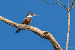 Martin-pêcheur à ventre roux
 Megaceryle torquata - Ringed Kingfisher