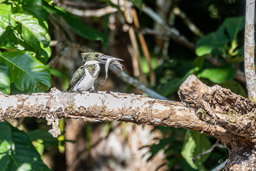 Martin-pêcheur d'Amazonie
 Chloroceryle amazona - Amazon Kingfisher
