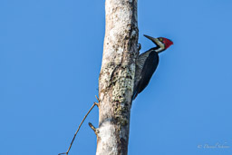 Pic de Malherbe
 Campephilus melanoleucos - Crimson-crested Woodpecker