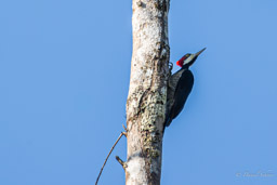 Pic de Malherbe
 Campephilus melanoleucos - Crimson-crested Woodpecker